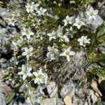 Sabulina verna Plante entière