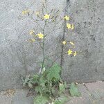 Mycelis muralis Fleur