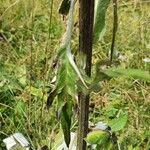 Cirsium heterophyllum Лист