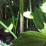 Fragaria moschata Bark