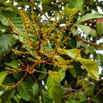 Nephelium lappaceum Leaf