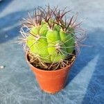 Gymnocalycium pflanzii Leaf