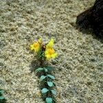 Linaria thymifolia Otro