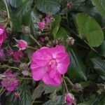 Rosa pendulina花