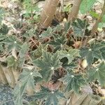 Begonia rex Leaf
