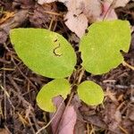 Lonicera canadensis Leaf