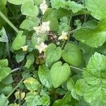 Epimedium × versicolor Cvet