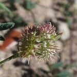 Onobrychis caput-galli Fruit