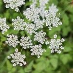 Chaerophyllum temulumFlor