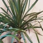 Dracaena draco Habit