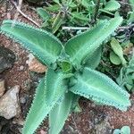 Kalanchoe ceratophylla Blatt