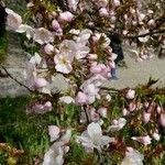 Prunus incisa Flower