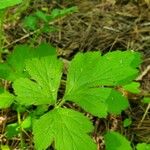 Geum aleppicum পাতা