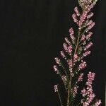 Erica erigena Floare