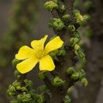 Oxalis virgosa Flor