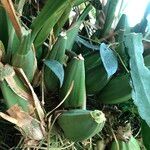 Coelogyne asperata Συνήθη χαρακτηριστικά