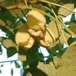 Staphylea pinnata Mbuma