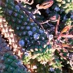 Euphorbia caput-medusae Koor