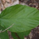 Flemingia strobilifera Leaf