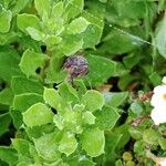 Dimorphotheca fruticosa Blad