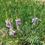 Galega officinalis Hábito