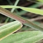 Phragmites australisBlad