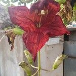 Kigelia africana Çiçek