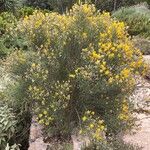 Genista dorycnifolia Habit