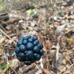 Smilax herbacea Fruit