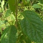 Clerodendrum capitatum Blatt