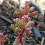 Crassula pubescens Лист