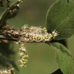 Allophylus africanus Blüte