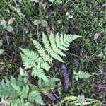 Dryopteris cristata पत्ता