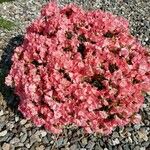 Rhododendron calendulaceum Habit