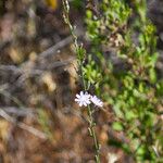 Stephanomeria diegensis Flower