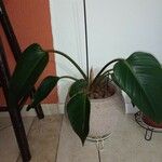 Philodendron erubescens Feuille