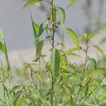 Acalypha australis ശീലം