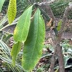 Rhodocactus grandifolius Leaf