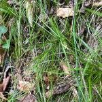 Carex alba Fuelha