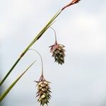 Carex magellanica Ffrwyth