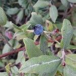 Vaccinium myrtilloides Fruit