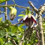 Passiflora alataBlad