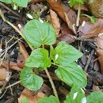 Circaea alpina Blad