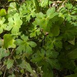 Sanicula europaea Blad