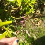 Desmodium incanum Leaf