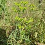 Euphorbia stricta Habit