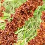 Rumex obtusifolius 果