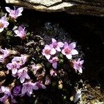 Saxifraga retusa Ostatní