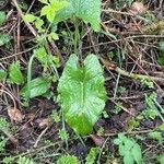 Arum cylindraceumLeaf