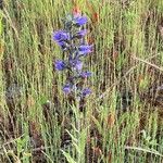 Echium vulgareFlower